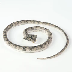 Фигурка Змия, Гумена, 120 см