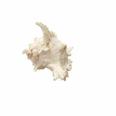 Раковина Мурекс CHICOREUS RAMOSUS, Естествена, 15х11 см