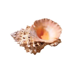 Раковина Natural Tsutfa Rubeta, Естествена, Натурален цвят, 15-17 см
