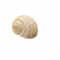 Раковина Tonna allium, Естествена, 11 см
