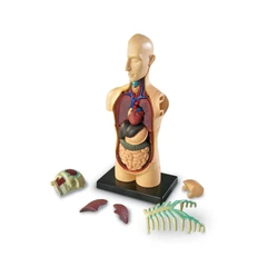Мини торс Learning Resources, 11 cm