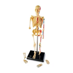 Човешки скелет Learning Resources, 23 cm