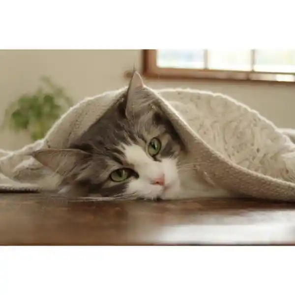 CANON EOS 4000D EF-S 18-55+75-300 SEE