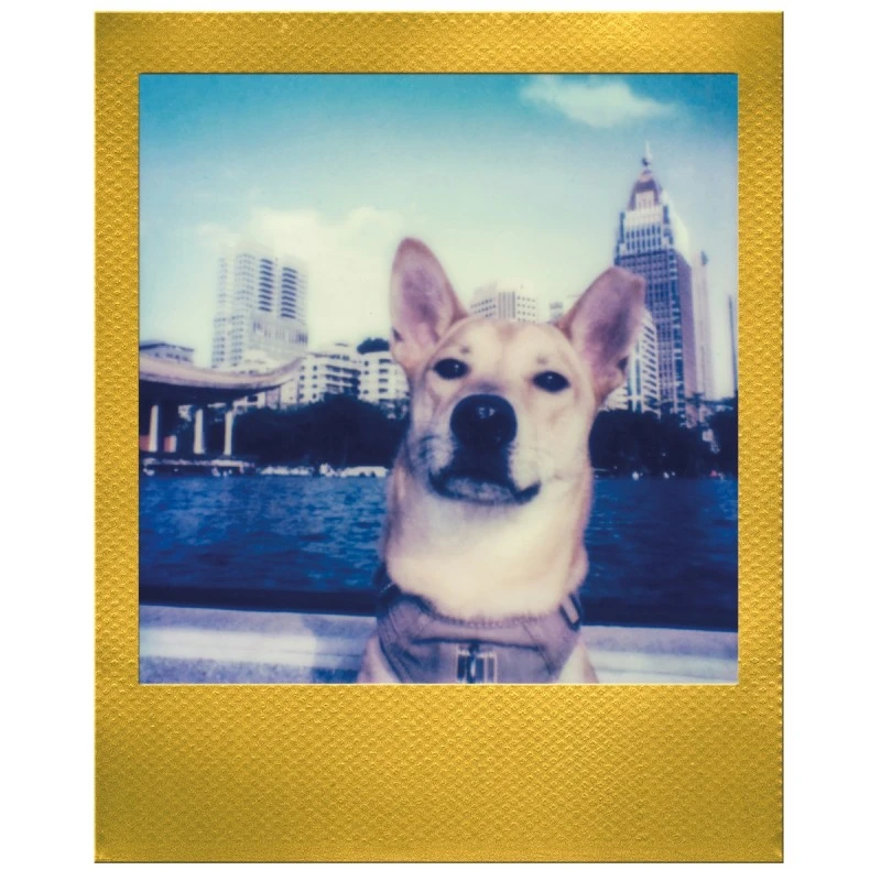 POLAROID GO 6588 FILM DOUBLE PACK GOLD FRAME