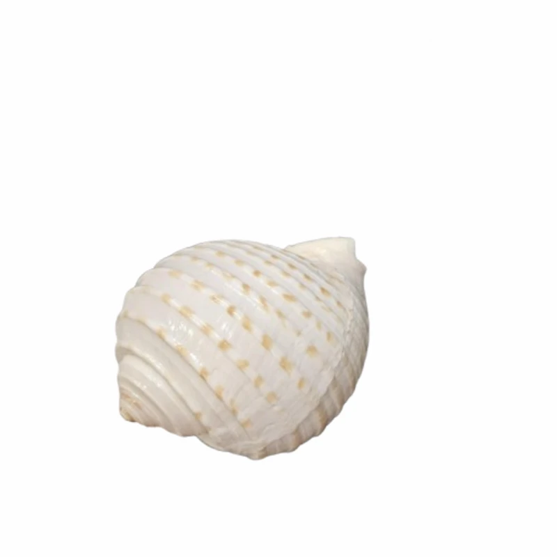 Раковина Tonna allium, Естествена, 11 см