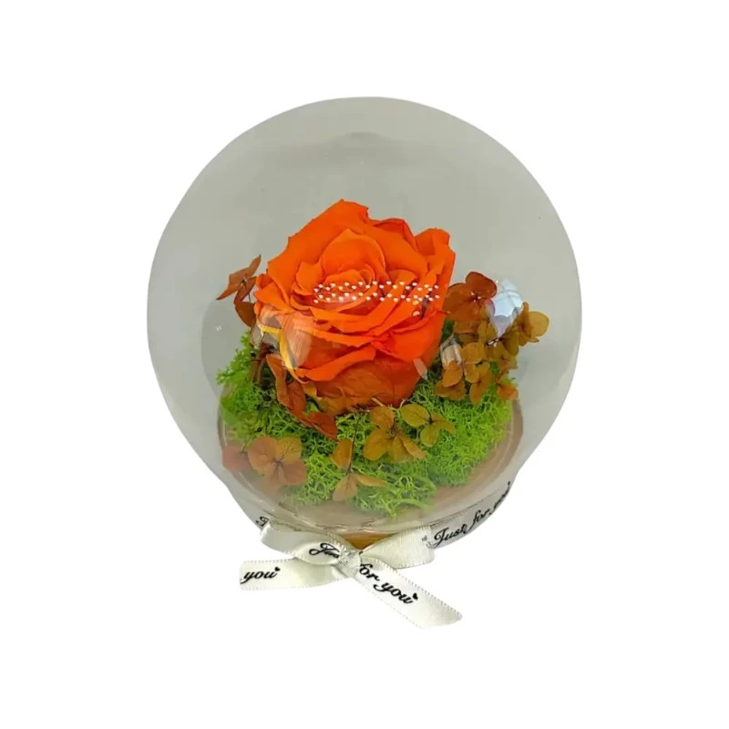 Естествена вечна роза, J13