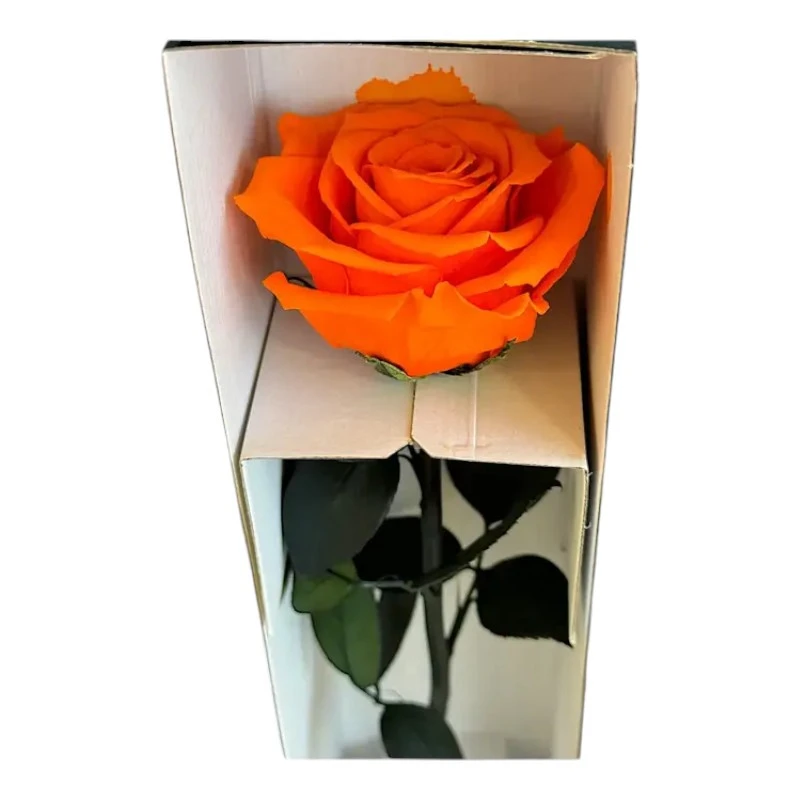 Естествена вечна роза в кутия, Stem Ora 02