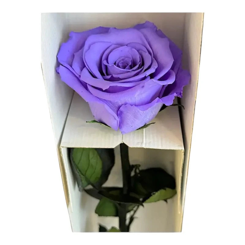 Естествена вечна роза в кутия, Stem Vio 01