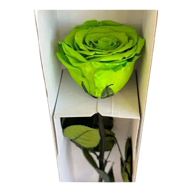 Естествена вечна роза в кутия, Stem Gre 05