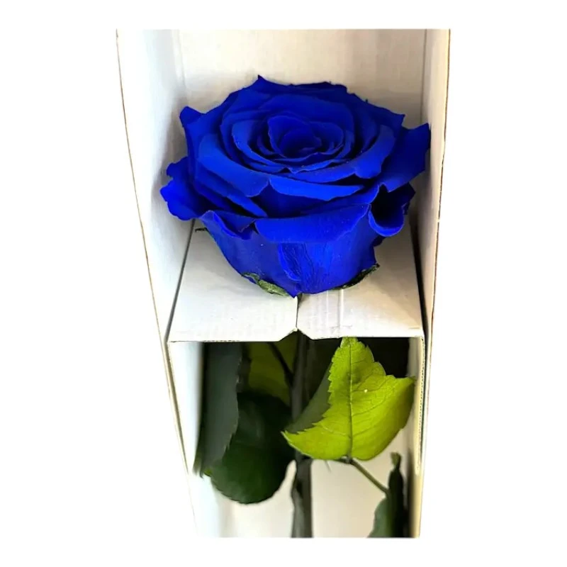 Естествена вечна роза в кутия, Stem Blu 03