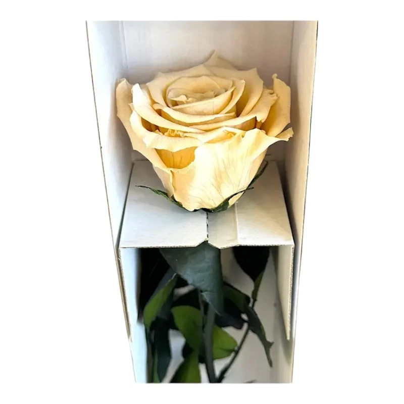Естествена вечна роза в кутия, Stem Cha 01
