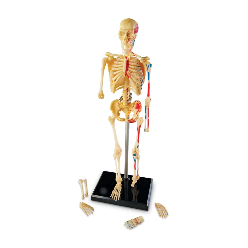 Човешки скелет Learning Resources, 23 cm