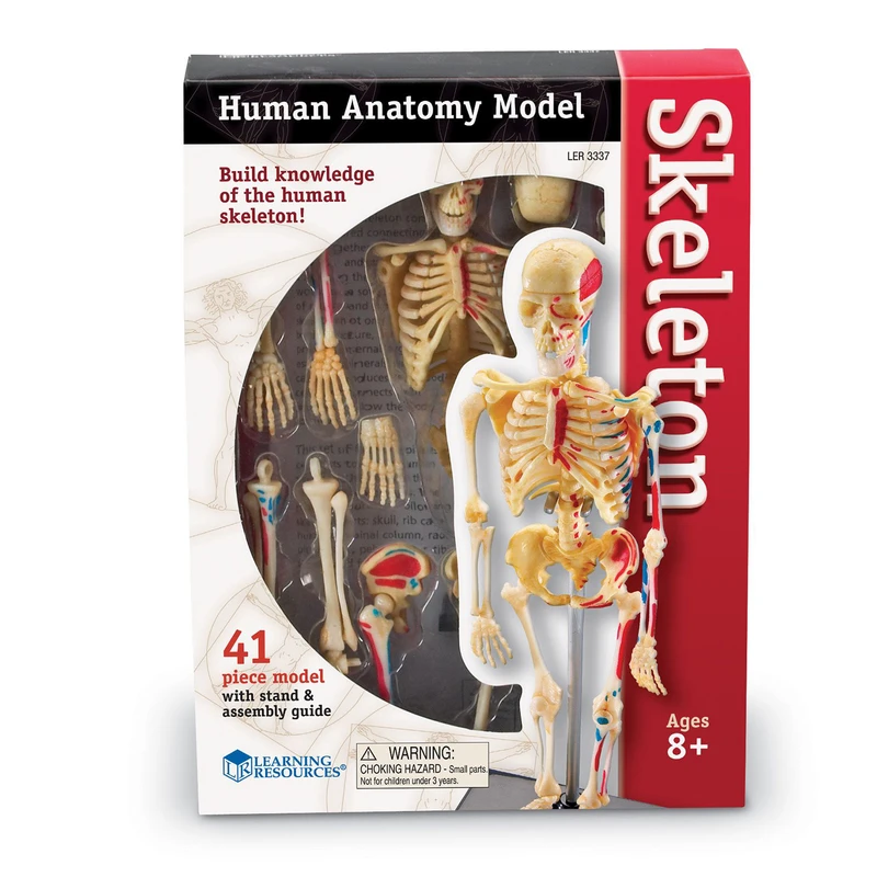 Човешки скелет Learning Resources, 23 cm