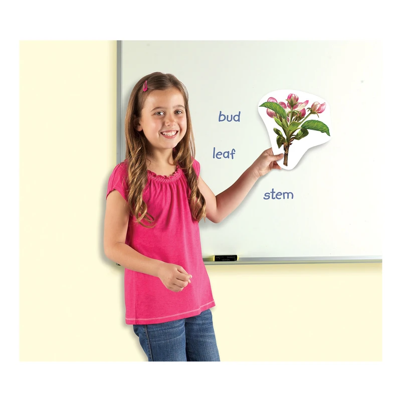 Магнитен комплект Жизнен цикъл на растенията Learning Resources